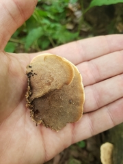 Mycorrhaphium adustum