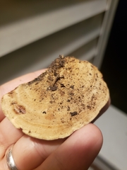 Mycorrhaphium adustum