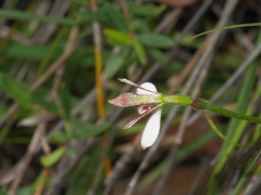 Eriochilus cucullatus