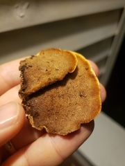 Mycorrhaphium adustum