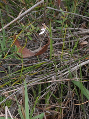 Eriochilus cucullatus