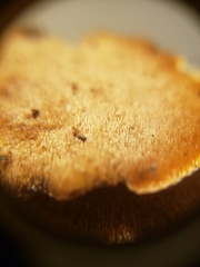 Mycorrhaphium adustum