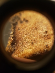 Mycorrhaphium adustum