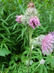 Cirsium edule