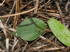 Eriochilus cucullatus