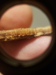 Mycorrhaphium adustum