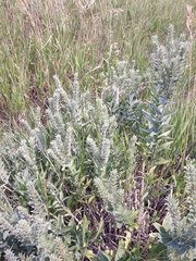 Lithospermum occidentale