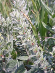 Lithospermum occidentale