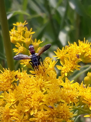 Cylindromyia intermedia