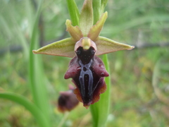 Ophrys mammosa