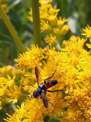 Cylindromyia intermedia