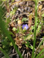 Gentiana squarrosa