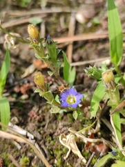 Gentiana squarrosa