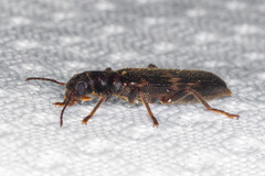 Cymatodera flavosignata