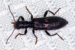 Cymatodera flavosignata