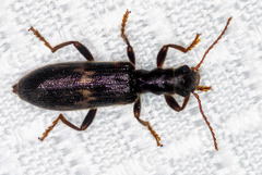 Cymatodera flavosignata