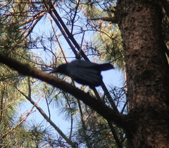 Corvus macrorhynchos