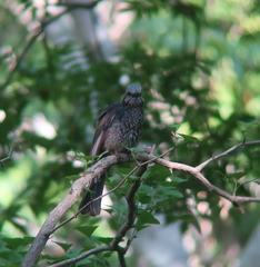 Hypsipetes amaurotis