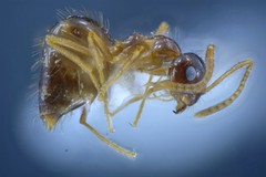 Prenolepis nitens