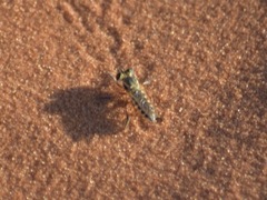 Laphystia