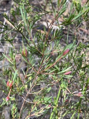 Darwinia biflora