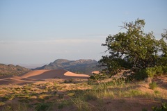 Sporobolus arenicola