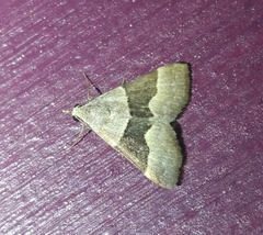 Hemeroplanis incusalis