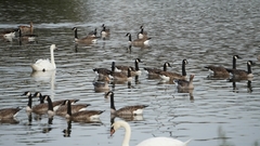 Branta canadensis