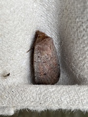 Protolampra sobrina