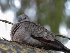 Columbina inca