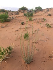 Artemisia campestris pacifica