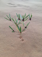 Phyllanthus warnockii