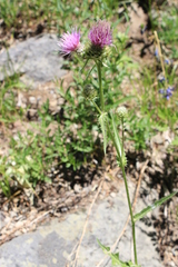 Cirsium remotifolium
