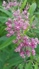 Asclepias incarnata incarnata