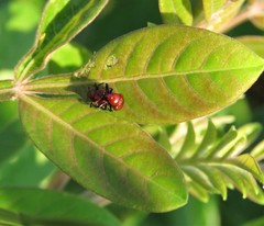 Homoeolabus analis