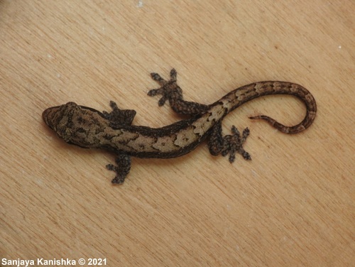Mourning Gecko