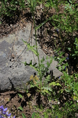 Cirsium remotifolium