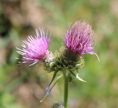 Cirsium remotifolium
