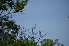 Erythrodiplax berenice