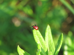 Homoeolabus analis