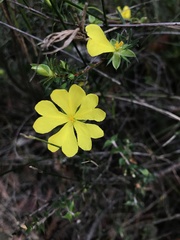 Hibbertia cistiflora