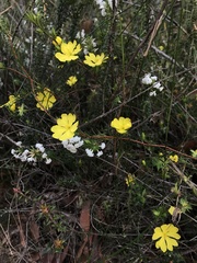 Hibbertia cistiflora
