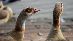 Alopochen aegyptiaca