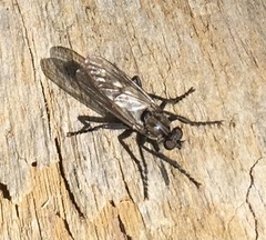 Lasiopogon aldrichii