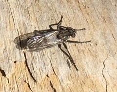 Lasiopogon aldrichii
