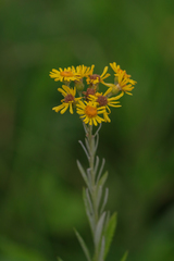 Jacobaea paludosa lanata