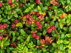 Kalmia procumbens