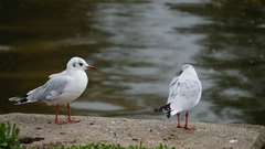 Chroicocephalus ridibundus
