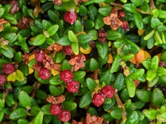Kalmia procumbens