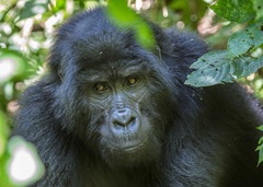 Gorilla beringei beringei